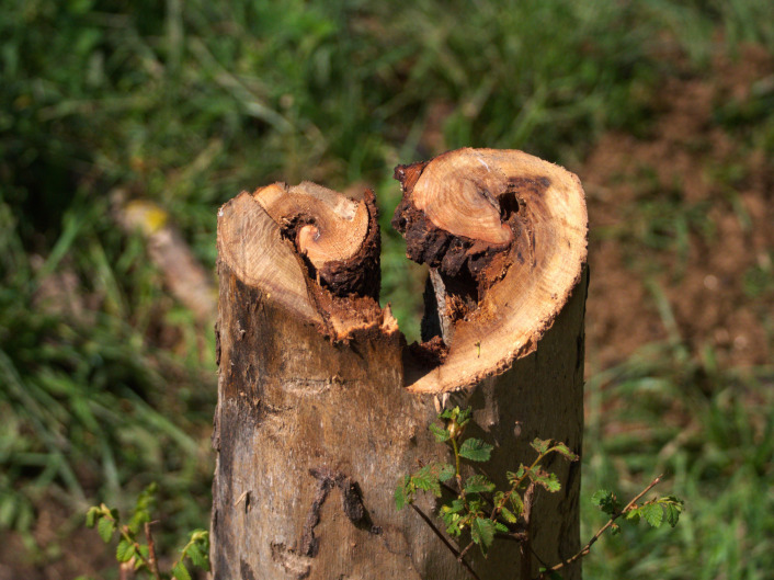 Naturaleza y cuidado ambiental